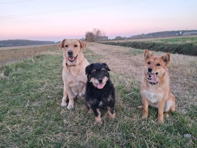 Velike crne oči i predivna gusta dlaka: Te&scaron;ko je odoljeti fotografijama va&scaron;ih labradora