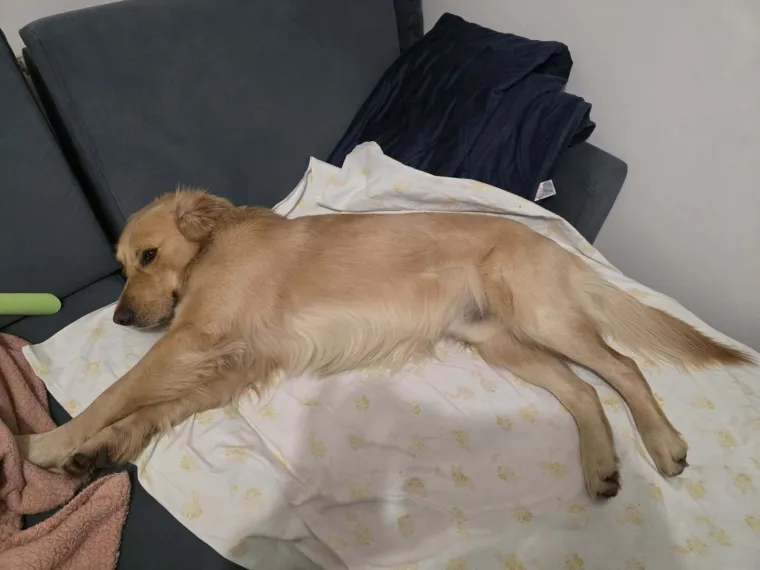 Velike crne oči i predivna gusta dlaka: Te&scaron;ko je odoljeti fotografijama va&scaron;ih labradora