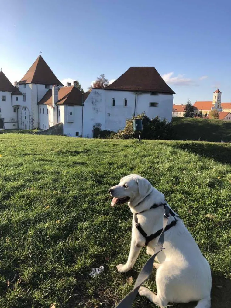 Velike crne oči i predivna gusta dlaka: Te&scaron;ko je odoljeti fotografijama va&scaron;ih labradora