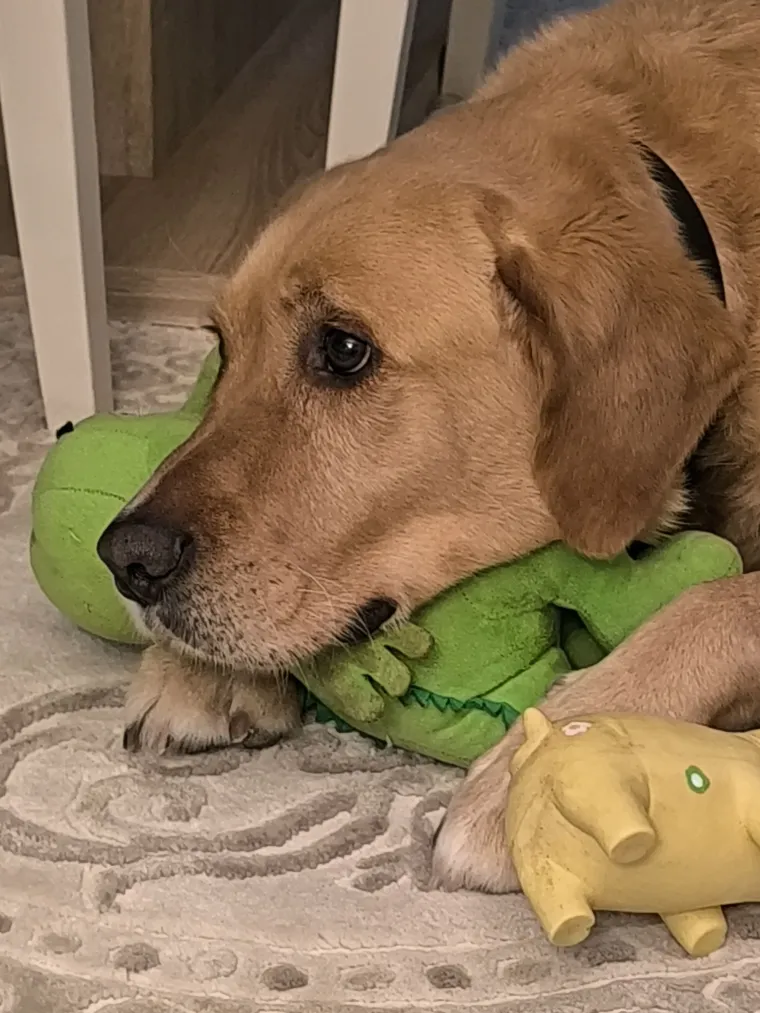 Velike crne oči i predivna gusta dlaka: Te&scaron;ko je odoljeti fotografijama va&scaron;ih labradora