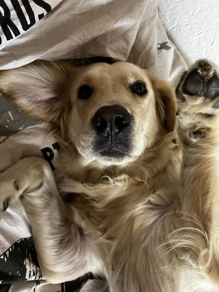 Velike crne oči i predivna gusta dlaka: Te&scaron;ko je odoljeti fotografijama va&scaron;ih labradora