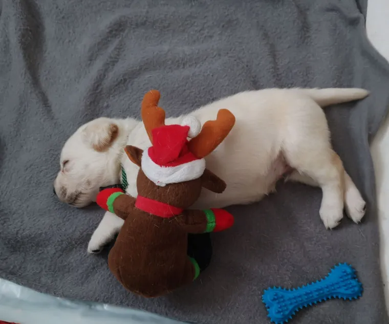 Velike crne oči i predivna gusta dlaka: Te&scaron;ko je odoljeti fotografijama va&scaron;ih labradora