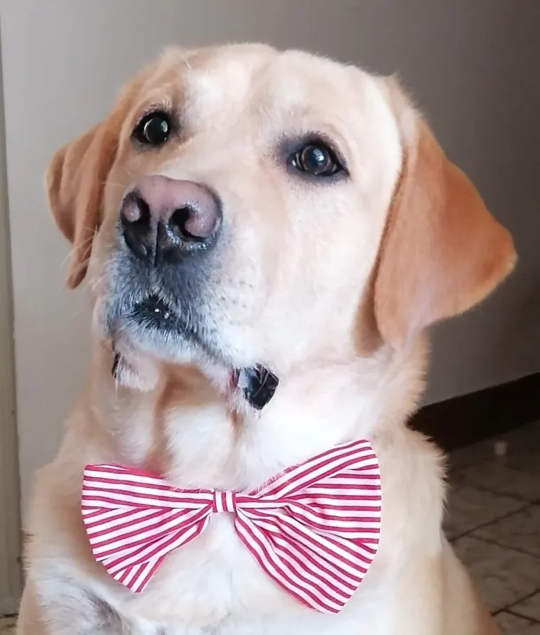 Velike crne oči i predivna gusta dlaka: Te&scaron;ko je odoljeti fotografijama va&scaron;ih labradora