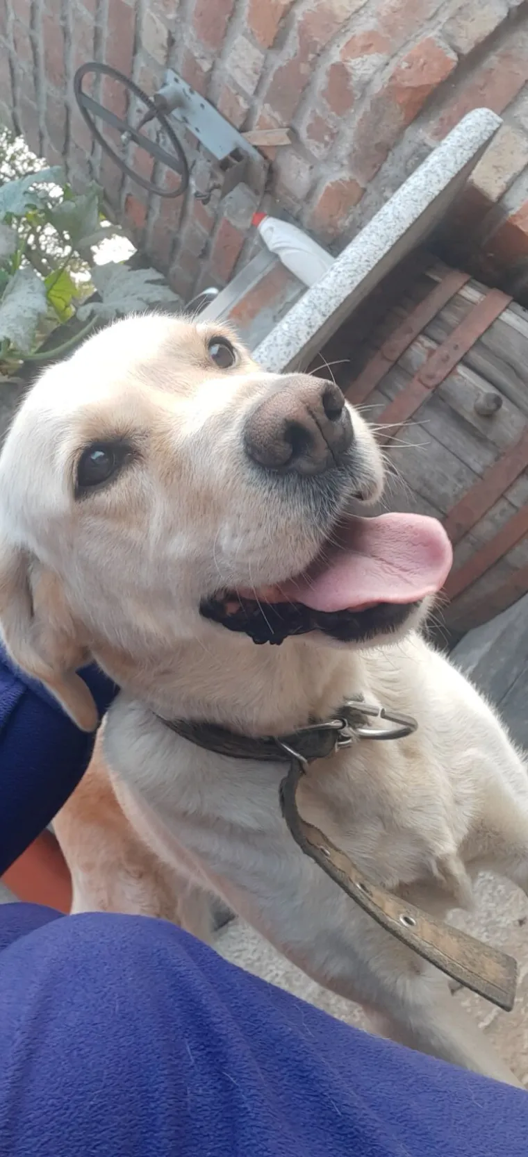 Velike crne oči i predivna gusta dlaka: Te&scaron;ko je odoljeti fotografijama va&scaron;ih labradora