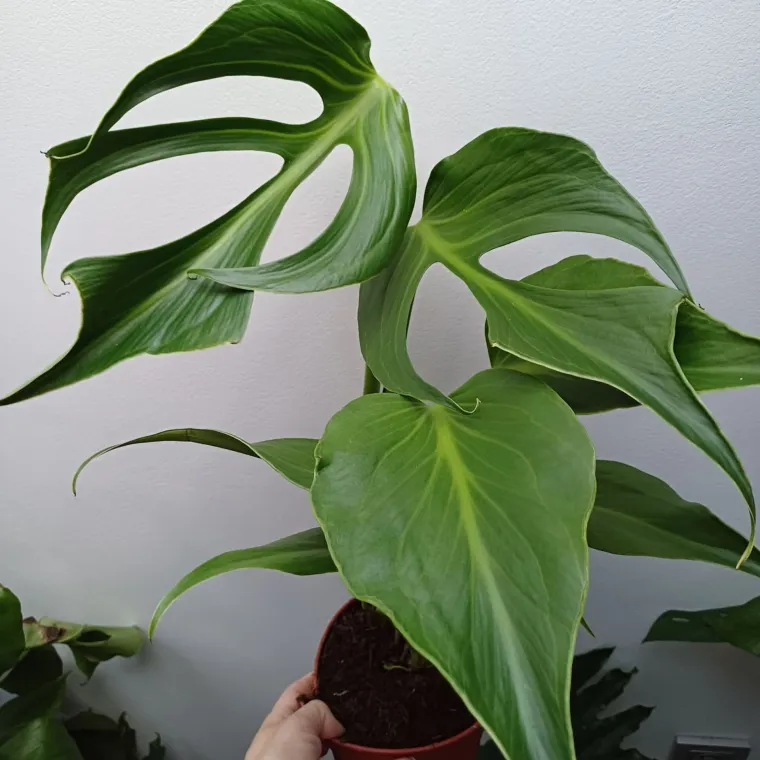 Obožavate ih: Izdvojili smo fotografije prekrasnih monstera koje ste nam poslali