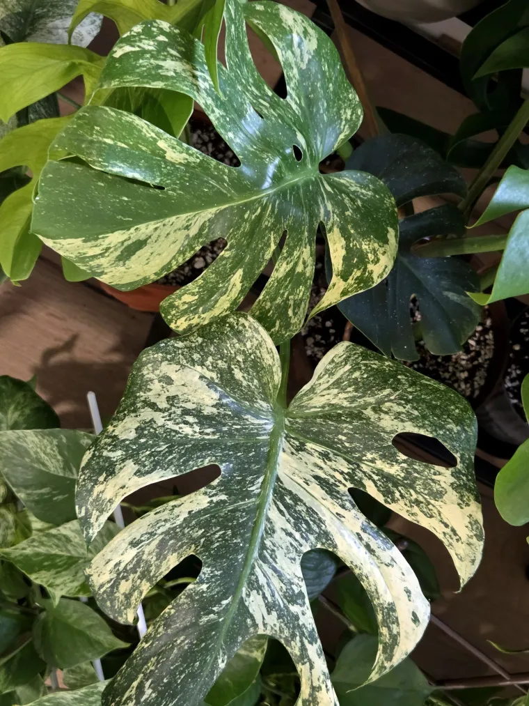 Obožavate ih: Izdvojili smo fotografije prekrasnih monstera koje ste nam poslali