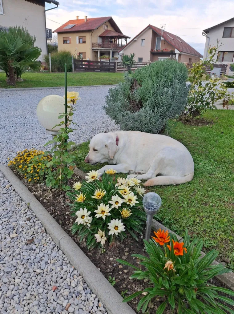 Velike crne oči i predivna gusta dlaka: Te&scaron;ko je odoljeti fotografijama va&scaron;ih labradora