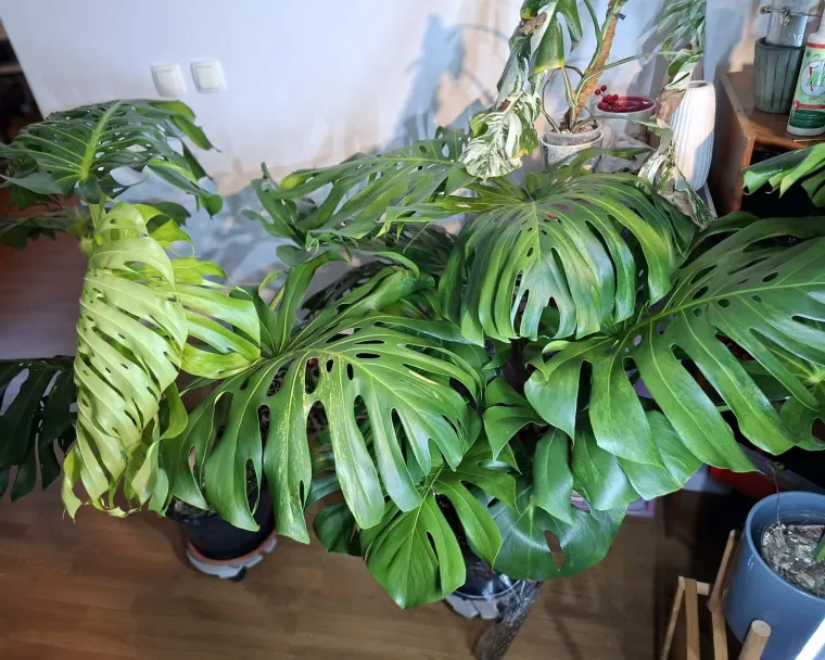 Obožavate ih: Izdvojili smo fotografije prekrasnih monstera koje ste nam poslali