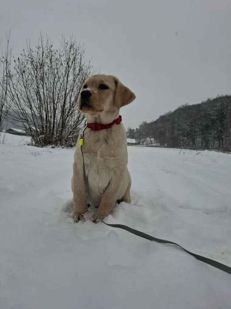 Velike crne oči i predivna gusta dlaka: Te&scaron;ko je odoljeti fotografijama va&scaron;ih labradora