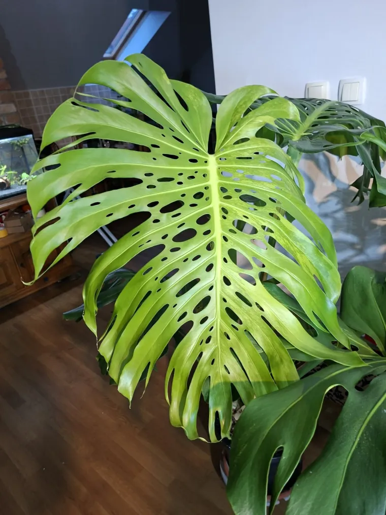 Obožavate ih: Izdvojili smo fotografije prekrasnih monstera koje ste nam poslali