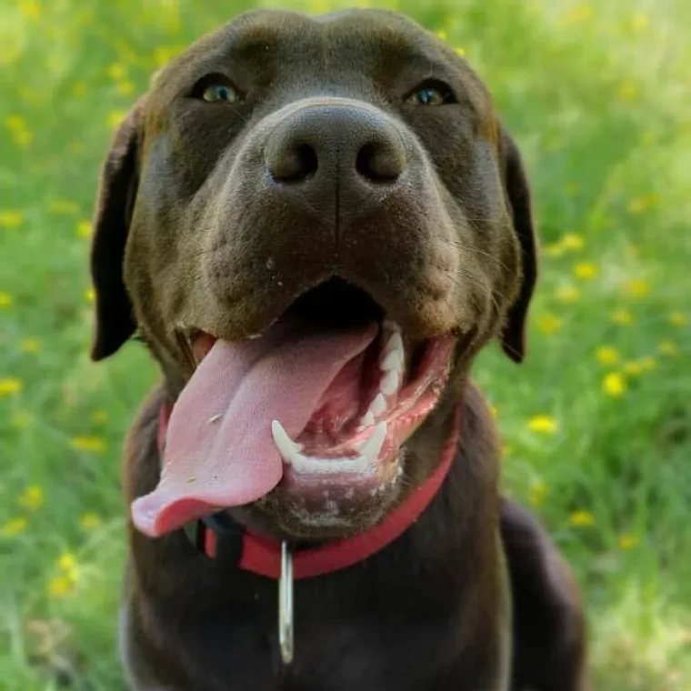 Velike crne oči i predivna gusta dlaka: Te&scaron;ko je odoljeti fotografijama va&scaron;ih labradora