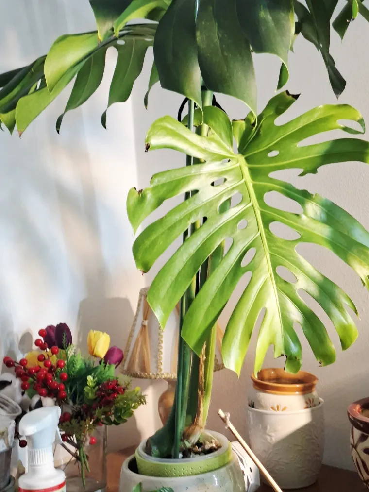 Obožavate ih: Izdvojili smo fotografije prekrasnih monstera koje ste nam poslali