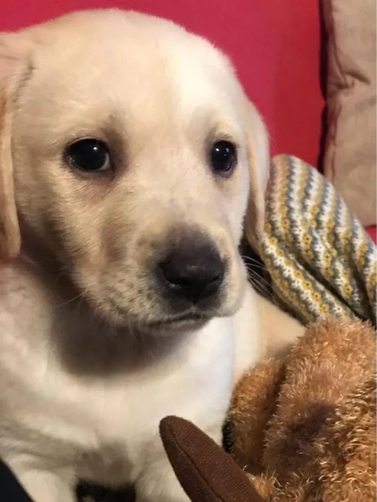 Velike crne oči i predivna gusta dlaka: Te&scaron;ko je odoljeti fotografijama va&scaron;ih labradora