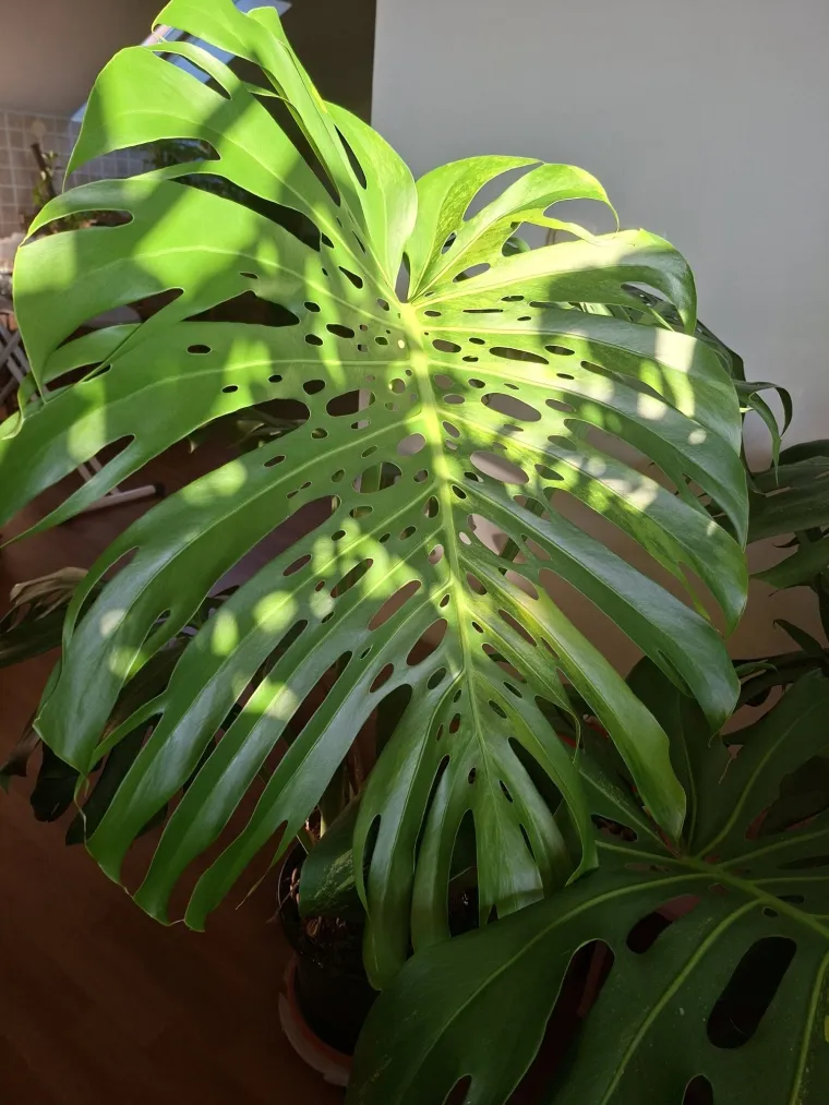 Obožavate ih: Izdvojili smo fotografije prekrasnih monstera koje ste nam poslali