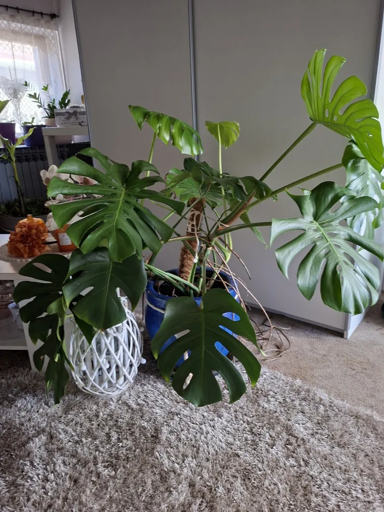 Obožavate ih: Izdvojili smo fotografije prekrasnih monstera koje ste nam poslali