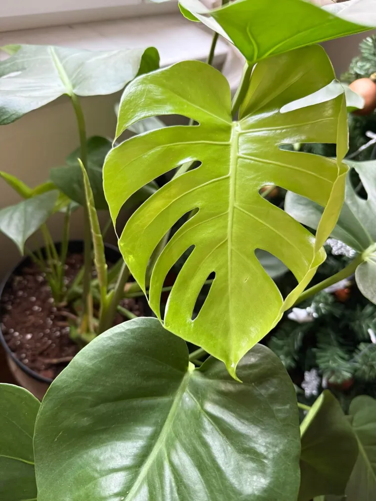 Obožavate ih: Izdvojili smo fotografije prekrasnih monstera koje ste nam poslali