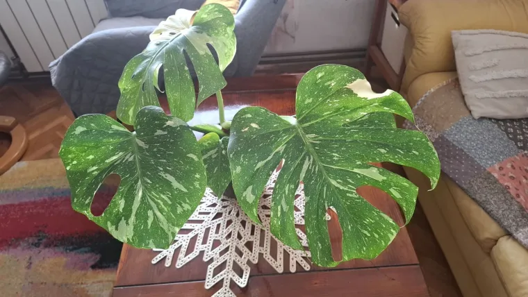 Obožavate ih: Izdvojili smo fotografije prekrasnih monstera koje ste nam poslali