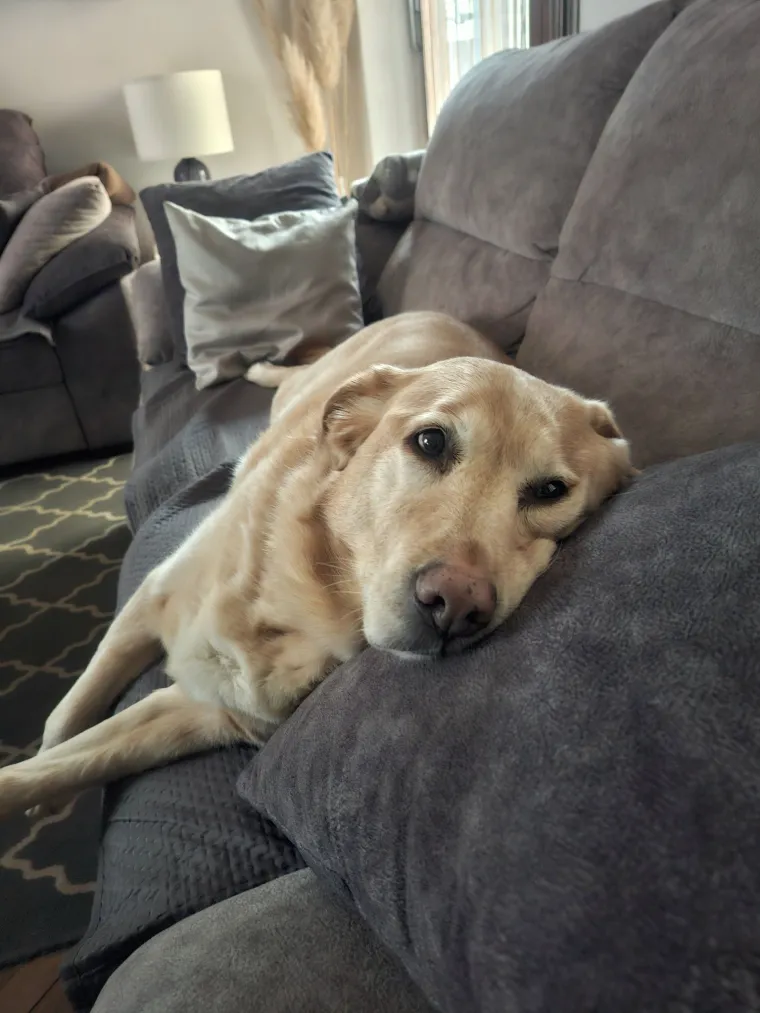 Velike crne oči i predivna gusta dlaka: Te&scaron;ko je odoljeti fotografijama va&scaron;ih labradora