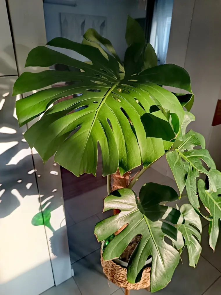 Obožavate ih: Izdvojili smo fotografije prekrasnih monstera koje ste nam poslali