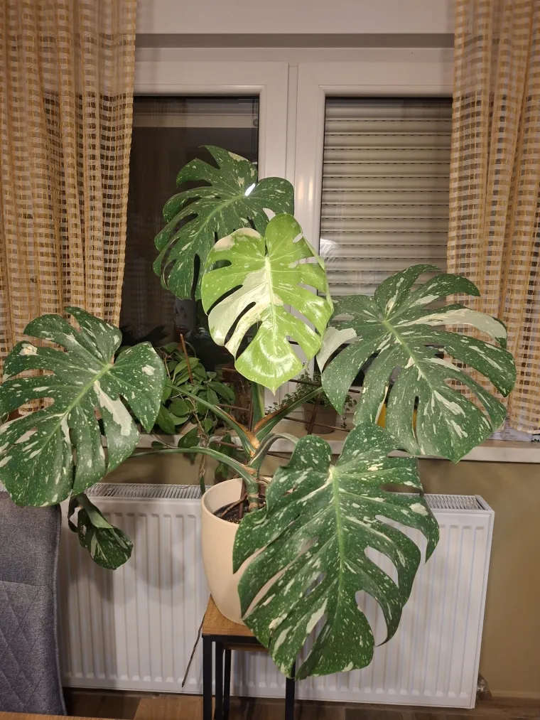 Obožavate ih: Izdvojili smo fotografije prekrasnih monstera koje ste nam poslali