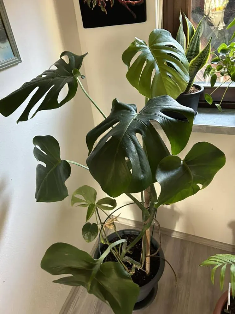 Obožavate ih: Izdvojili smo fotografije prekrasnih monstera koje ste nam poslali