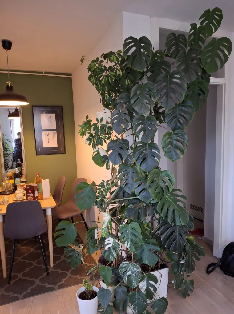 Obožavate ih: Izdvojili smo fotografije prekrasnih monstera koje ste nam poslali