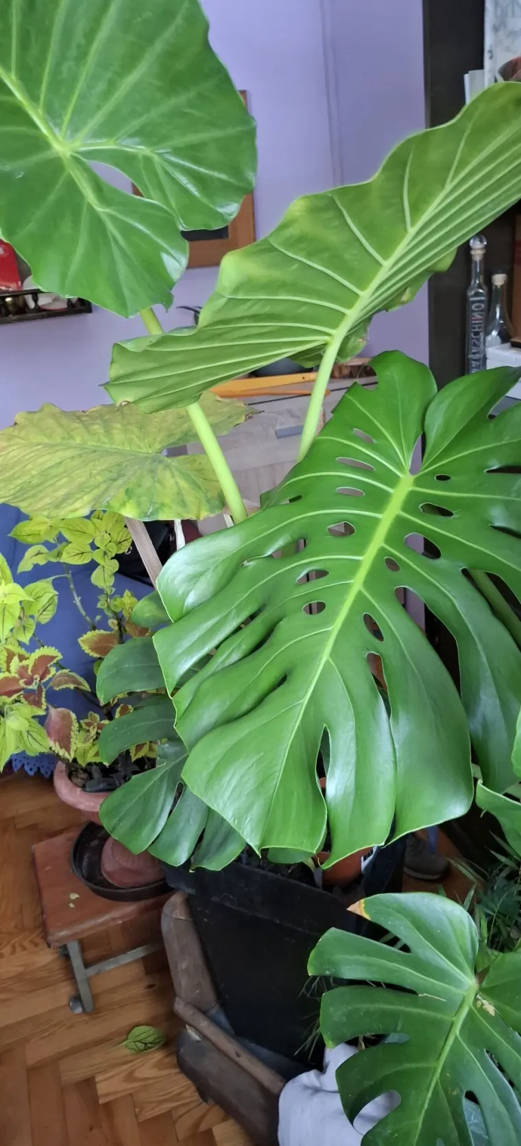 Obožavate ih: Izdvojili smo fotografije prekrasnih monstera koje ste nam poslali