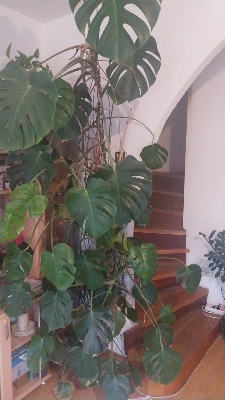 Obožavate ih: Izdvojili smo fotografije prekrasnih monstera koje ste nam poslali