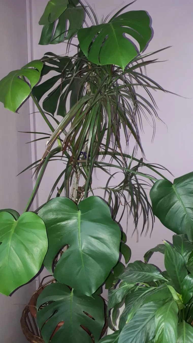 Obožavate ih: Izdvojili smo fotografije prekrasnih monstera koje ste nam poslali