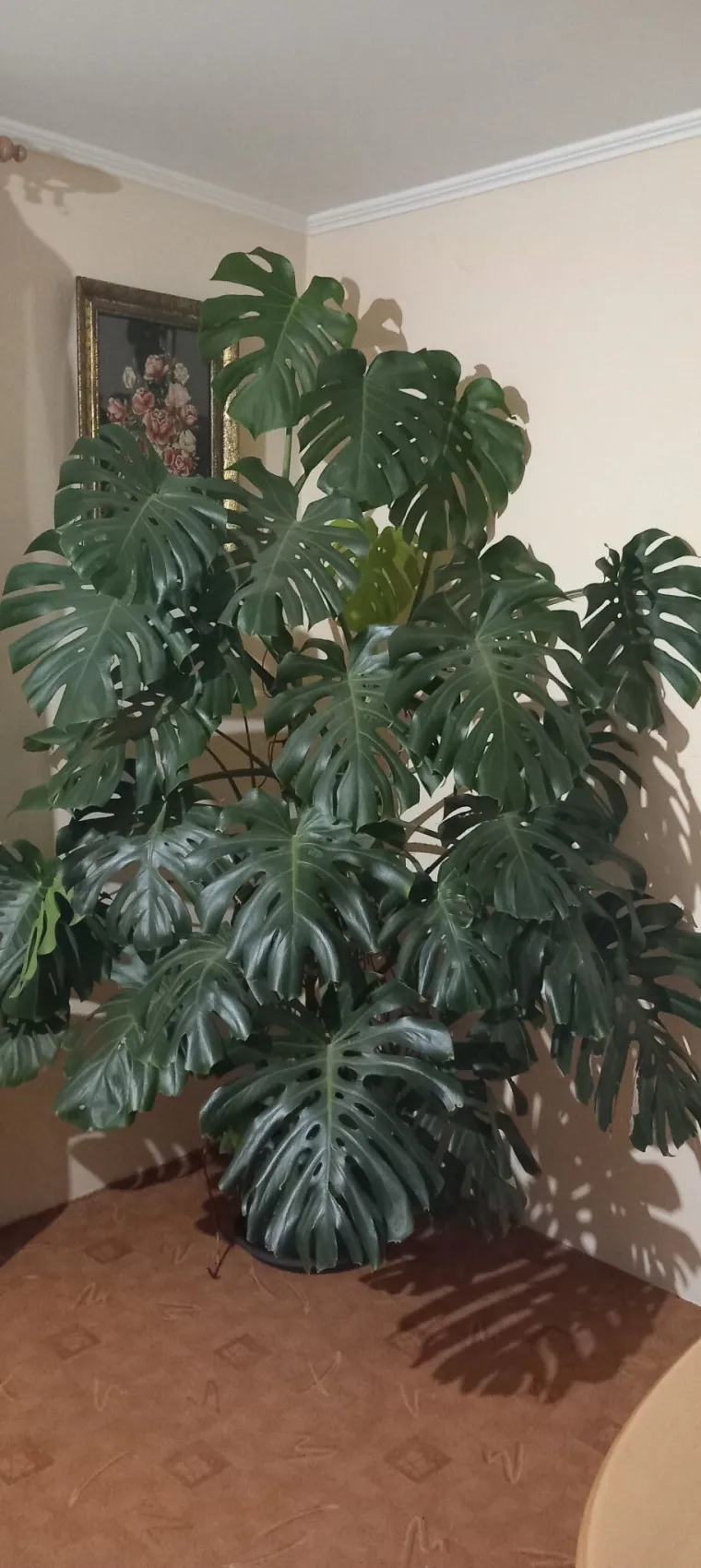 Obožavate ih: Izdvojili smo fotografije prekrasnih monstera koje ste nam poslali