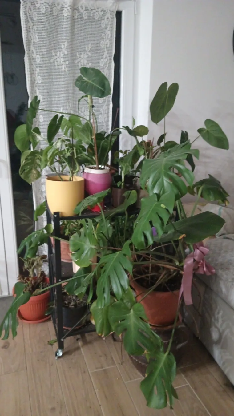 Obožavate ih: Izdvojili smo fotografije prekrasnih monstera koje ste nam poslali