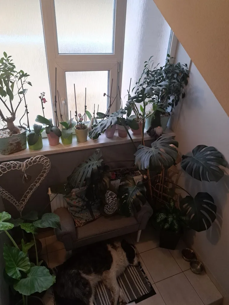 Obožavate ih: Izdvojili smo fotografije prekrasnih monstera koje ste nam poslali