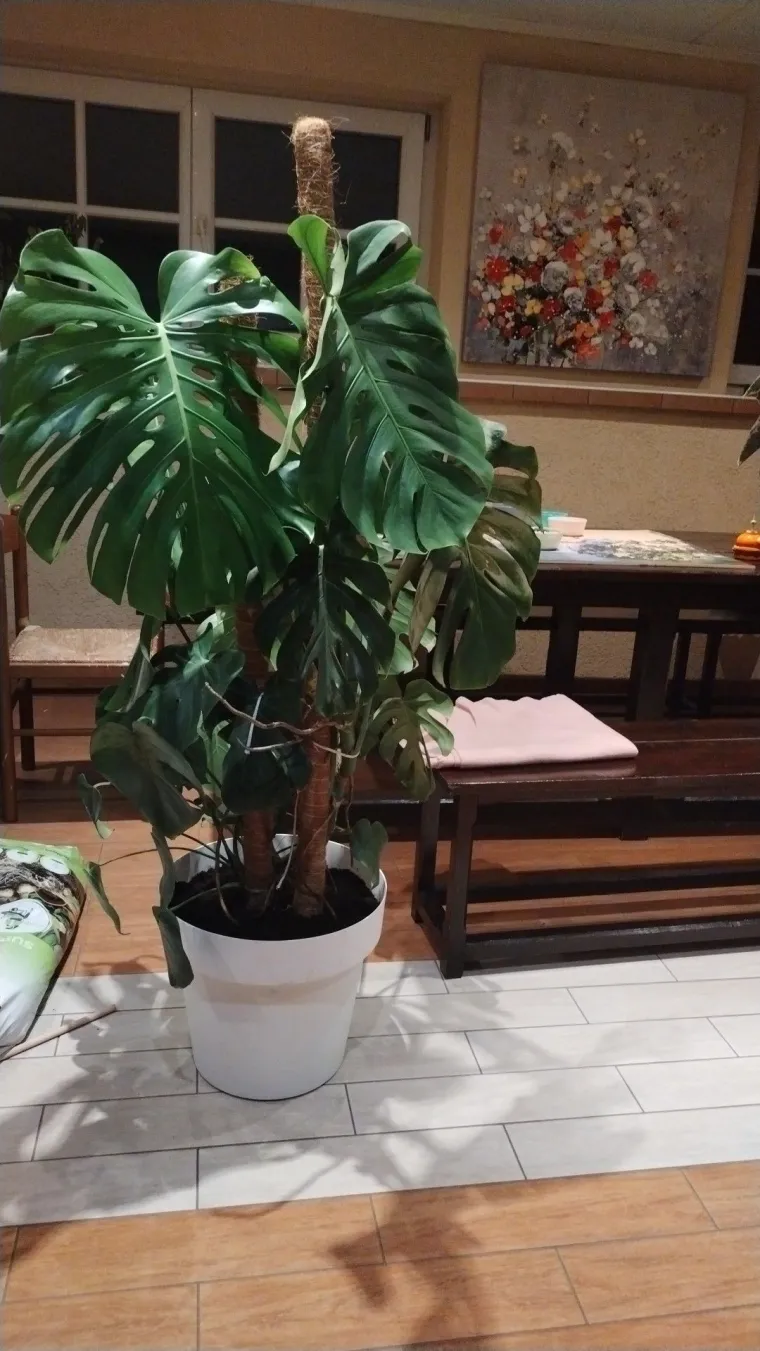 Obožavate ih: Izdvojili smo fotografije prekrasnih monstera koje ste nam poslali