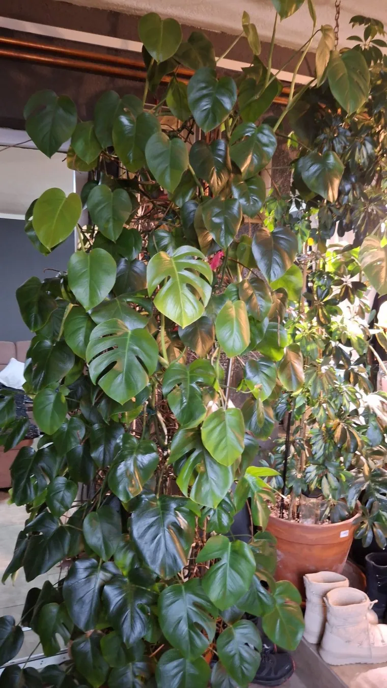 Obožavate ih: Izdvojili smo fotografije prekrasnih monstera koje ste nam poslali