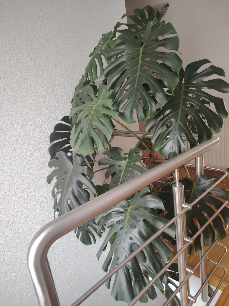 Obožavate ih: Izdvojili smo fotografije prekrasnih monstera koje ste nam poslali