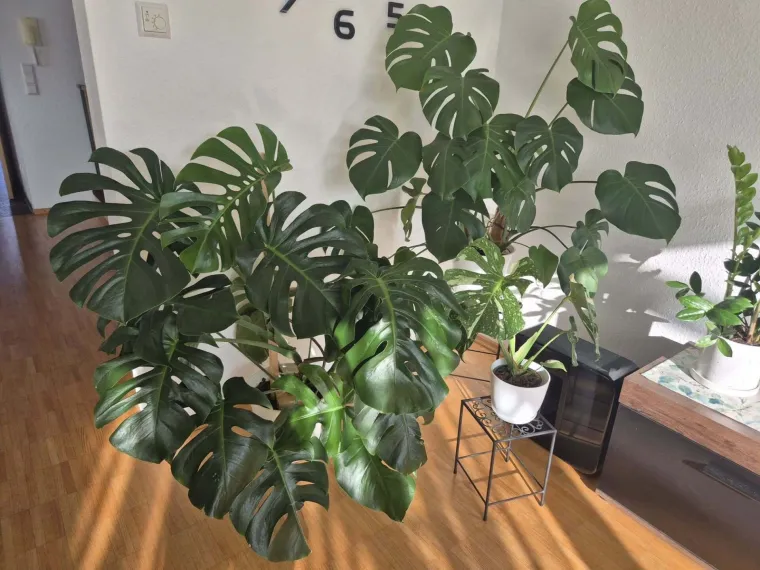 Obožavate ih: Izdvojili smo fotografije prekrasnih monstera koje ste nam poslali