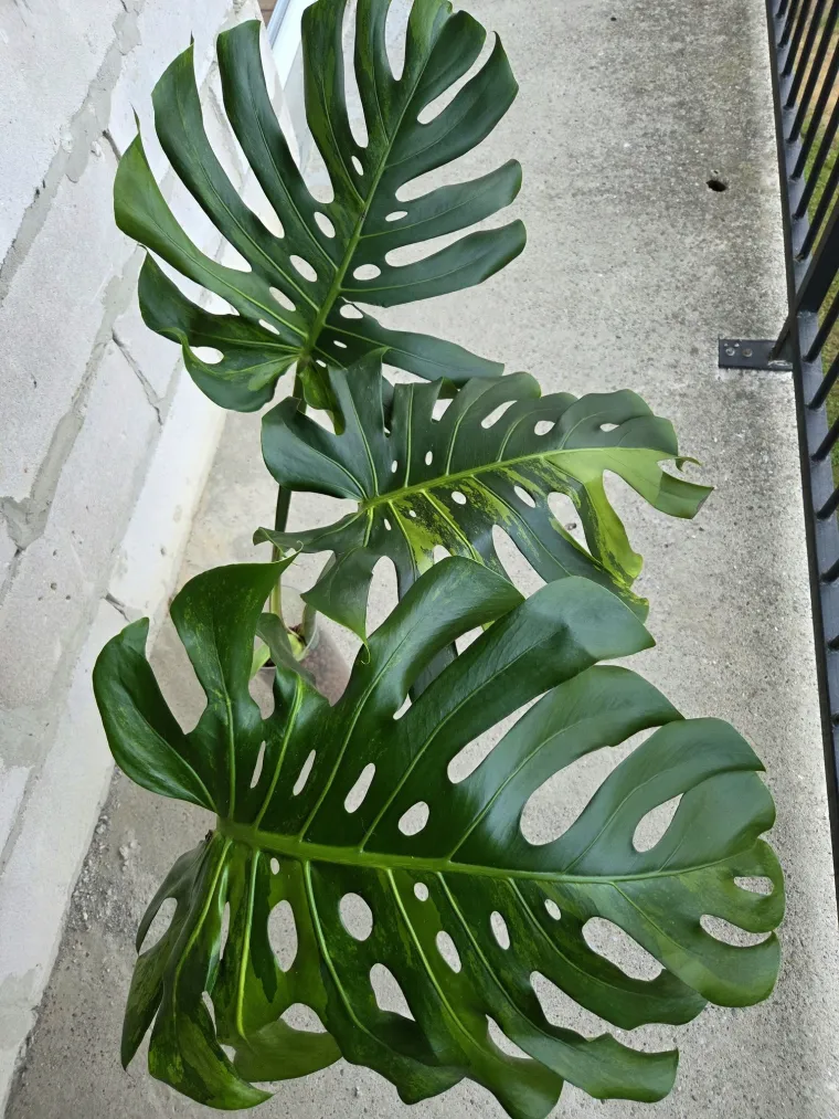 Obožavate ih: Izdvojili smo fotografije prekrasnih monstera koje ste nam poslali