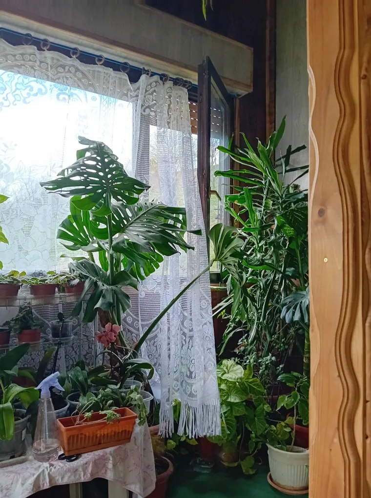 Obožavate ih: Izdvojili smo fotografije prekrasnih monstera koje ste nam poslali