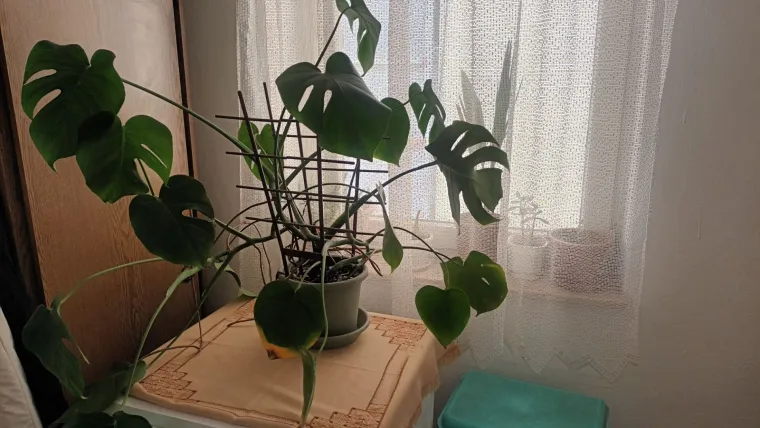 Obožavate ih: Izdvojili smo fotografije prekrasnih monstera koje ste nam poslali