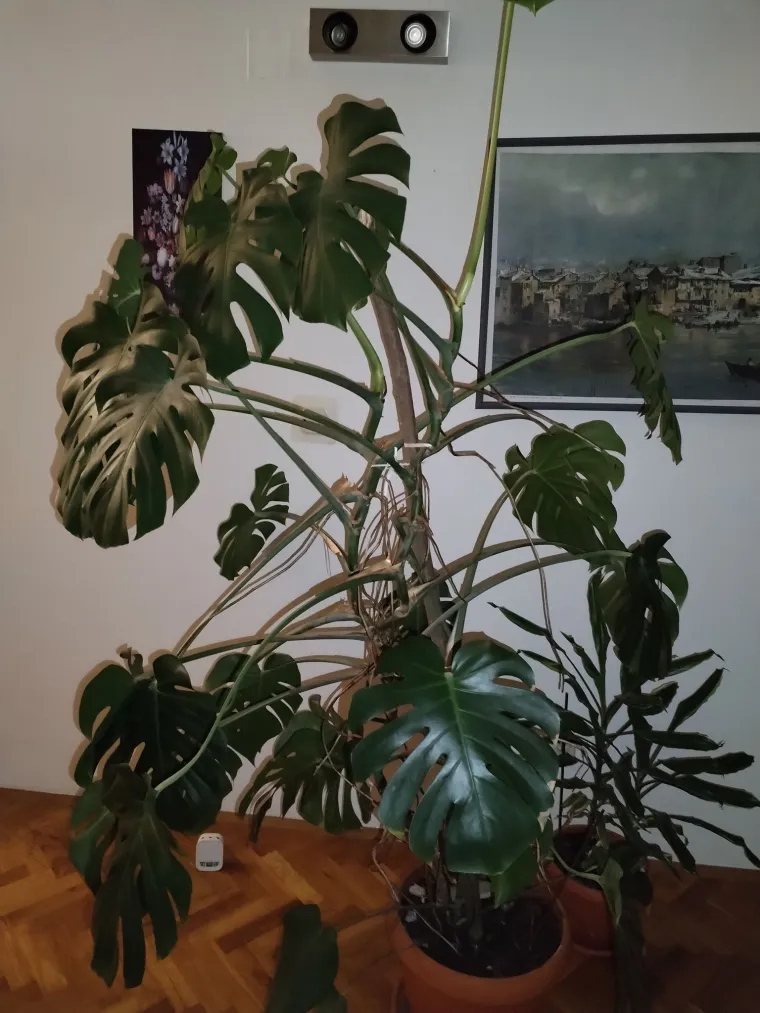 Obožavate ih: Izdvojili smo fotografije prekrasnih monstera koje ste nam poslali