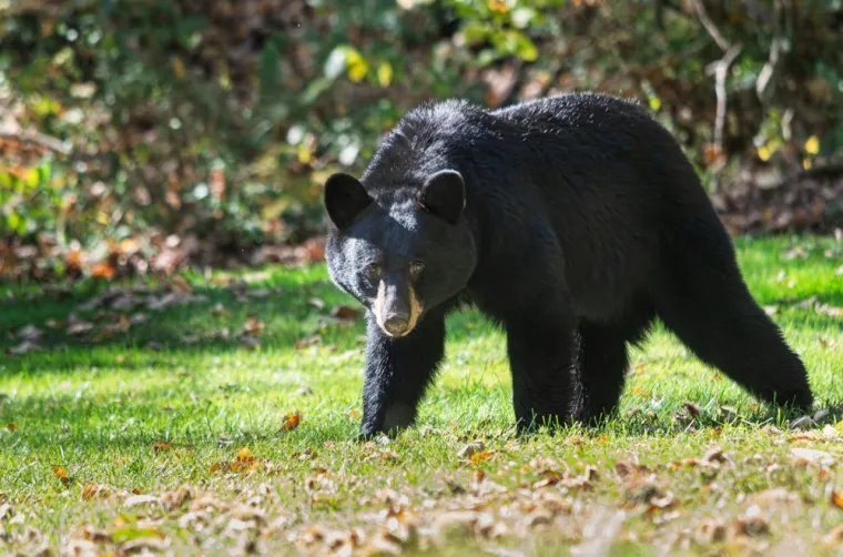 Treba&scaron; li biti stručnjak za životinje da prepozna&scaron; ove vrste medvjeda? Provjeri znanje na kvizu