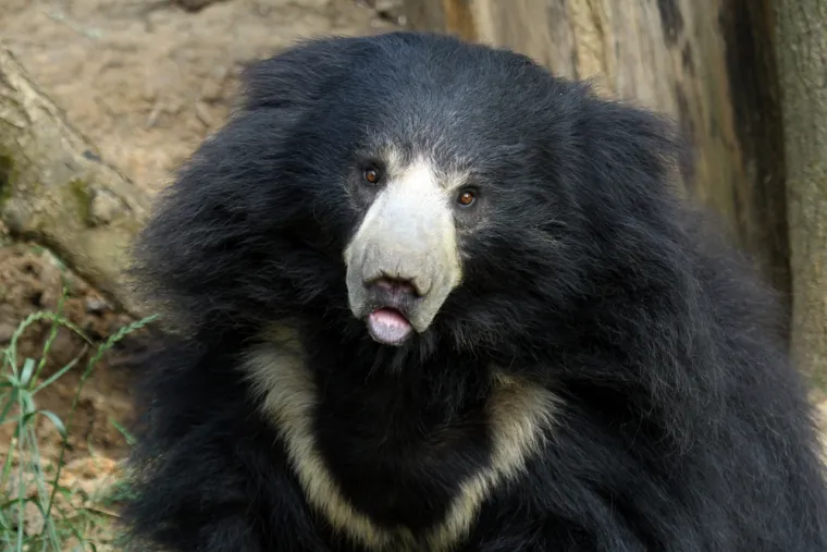 Treba&scaron; li biti stručnjak za životinje da prepozna&scaron; ove vrste medvjeda? Provjeri znanje na kvizu
