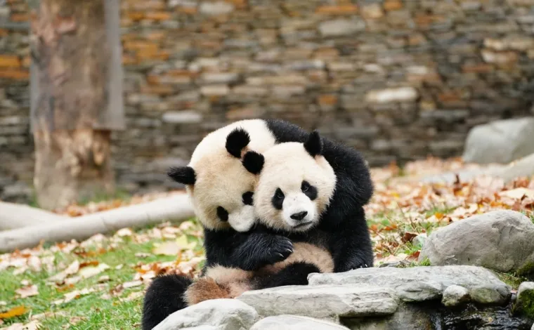 Treba&scaron; li biti stručnjak za životinje da prepozna&scaron; ove vrste medvjeda? Provjeri znanje na kvizu