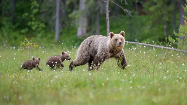 Treba&scaron; li biti stručnjak za životinje da prepozna&scaron; ove vrste medvjeda? Provjeri znanje na kvizu