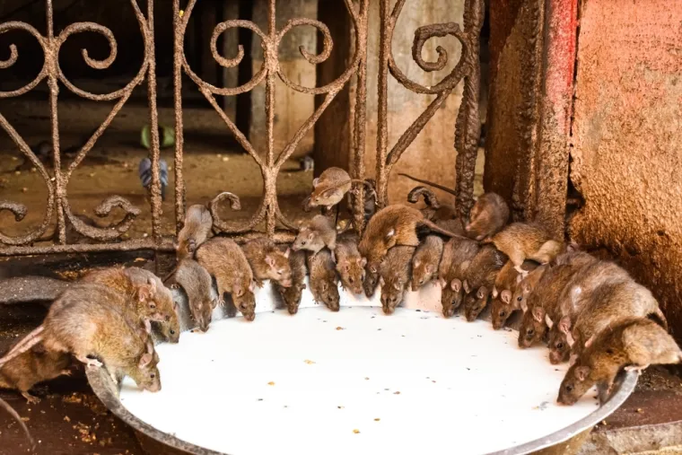 Od mjesta prepunog &scaron;takorima do vrata pakla: Ovo su najčudnije turističke destinacije na svijetu