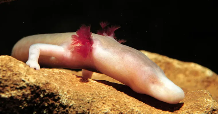 Samo će pravi stručnjak moći prepoznati ove ružičaste životinje: Pitanja su jako zahtjevna