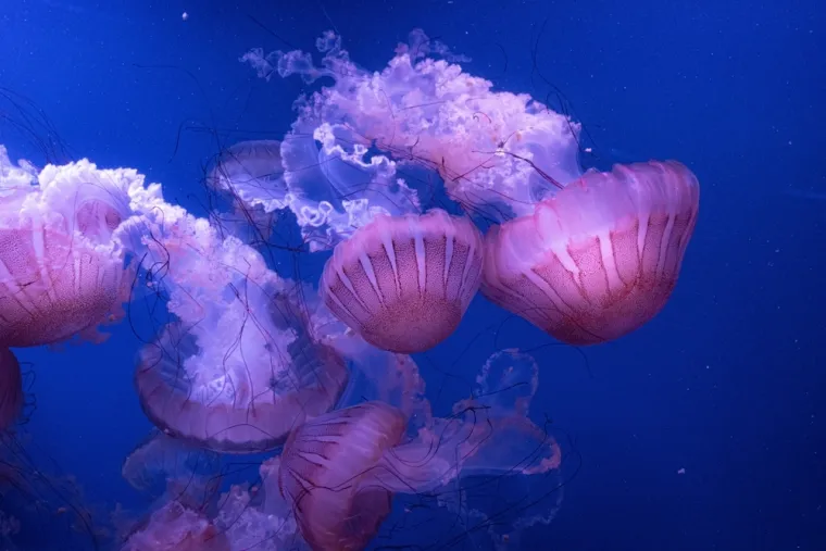 Samo će pravi stručnjak moći prepoznati ove ružičaste životinje: Pitanja su jako zahtjevna