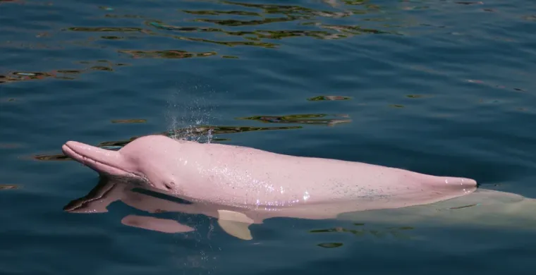 Samo će pravi stručnjak moći prepoznati ove ružičaste životinje: Pitanja su jako zahtjevna