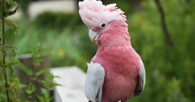 Samo će pravi stručnjak moći prepoznati ove ružičaste životinje: Pitanja su jako zahtjevna