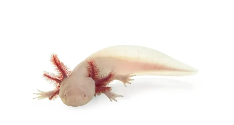 Samo će pravi stručnjak moći prepoznati ove ružičaste životinje: Pitanja su jako zahtjevna